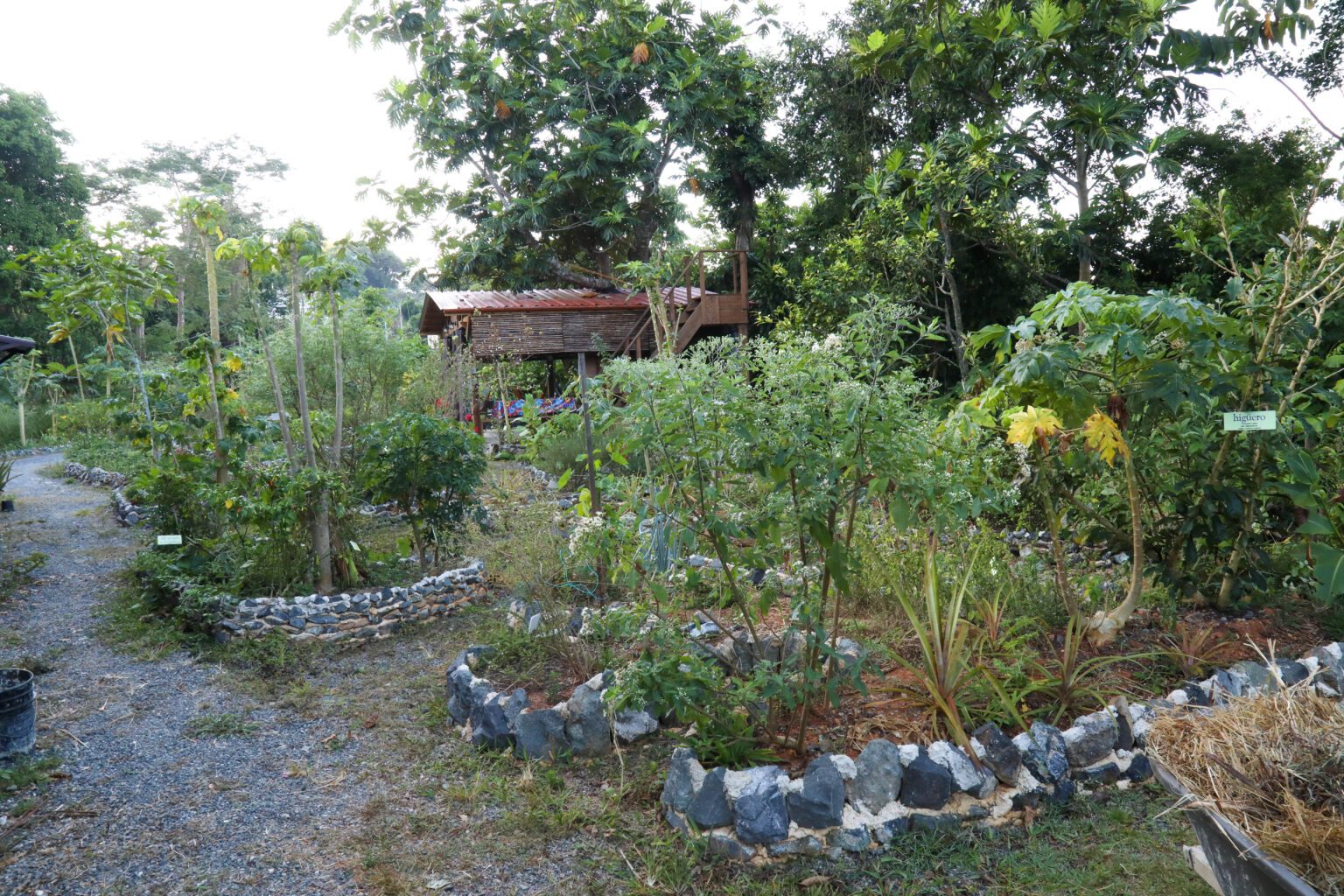 Medicinal Garden Walk