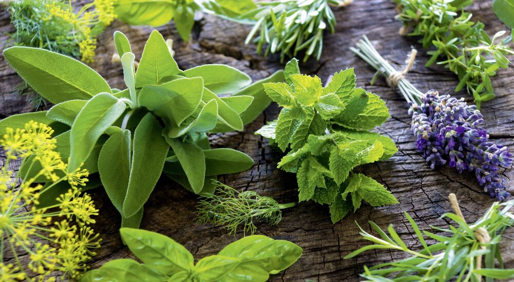 Medicinal Plant Garden