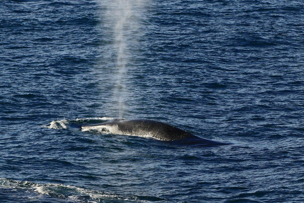 Cork Whale Watching from Ireland's Southern Coast