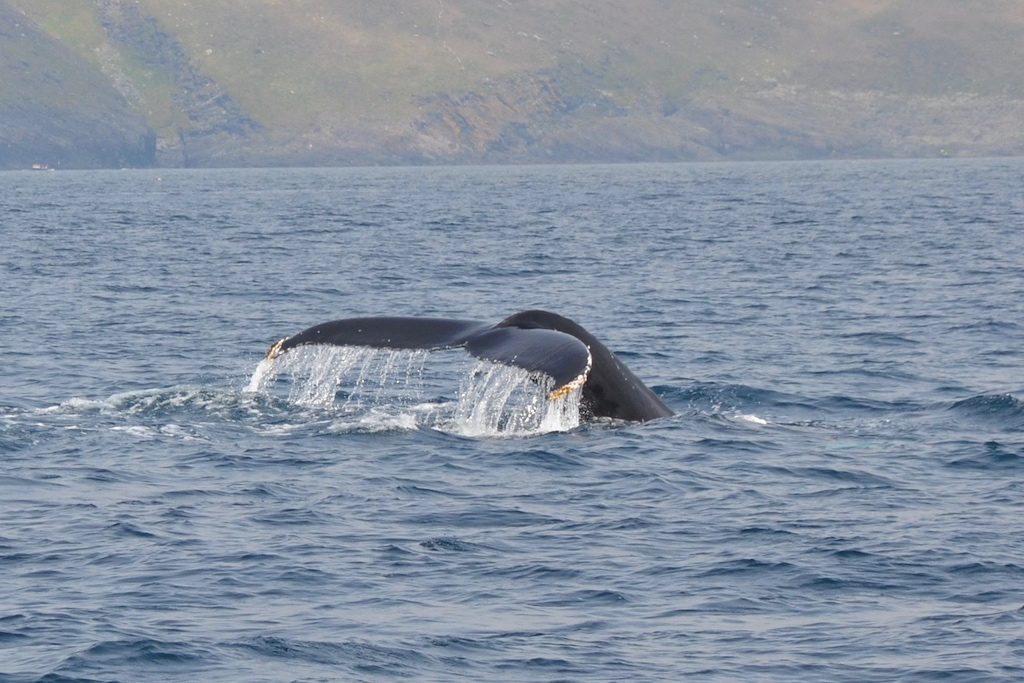 Cork Whale Watching