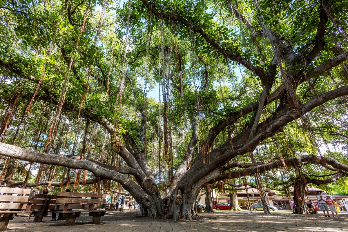 Banyan Tree Park