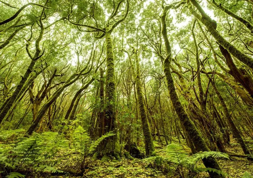 Laurel Forest Canopy