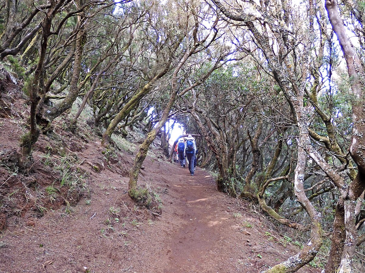 Canopy Exploration