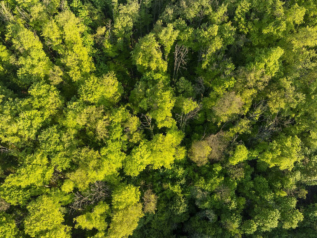 Gran Canaria Rainforest Tour Through Doramas