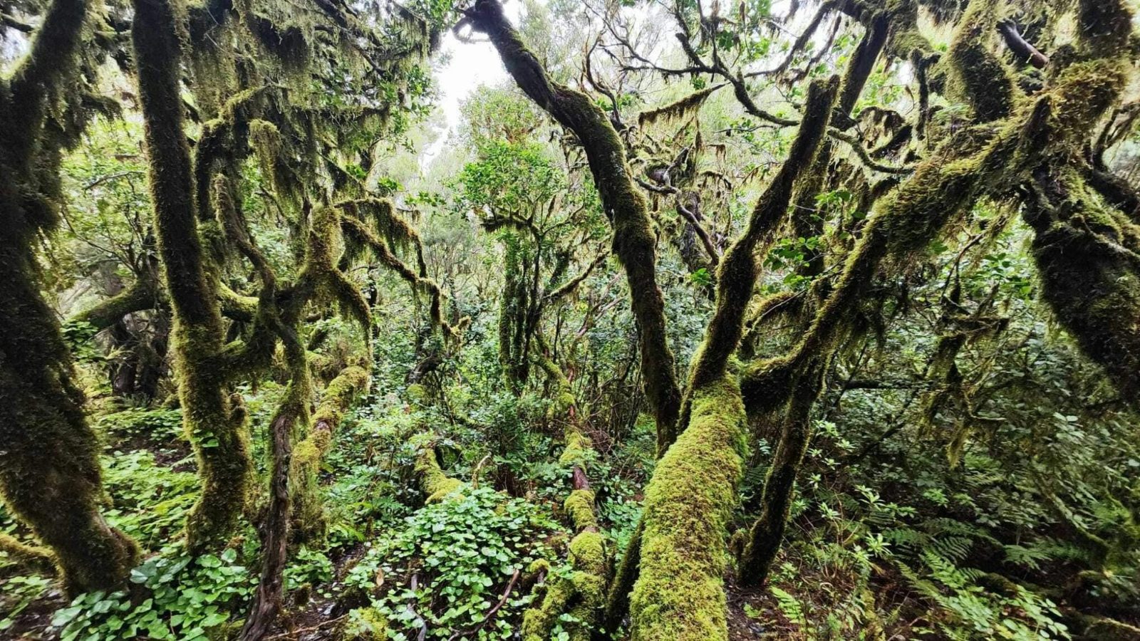 Ancient Springs