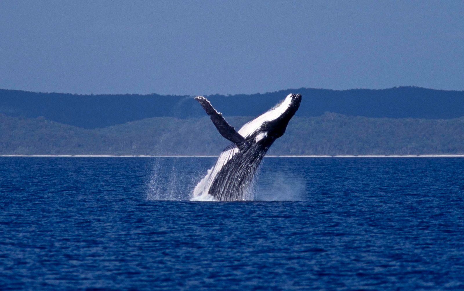 Sunshine Coast Humpback Highway