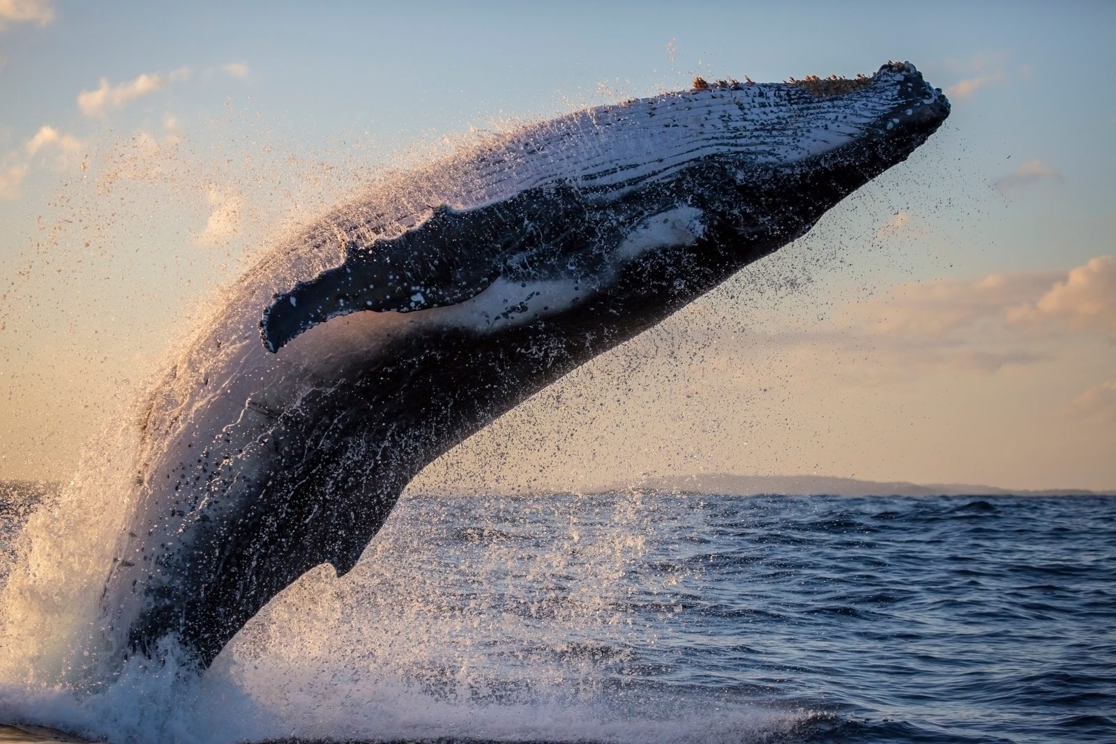 Mooloolaba Whale Watching Experience