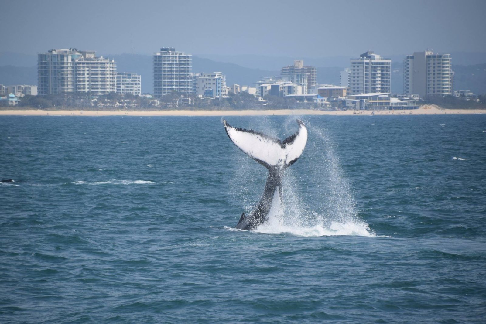 Mooloolaba Whale Watching