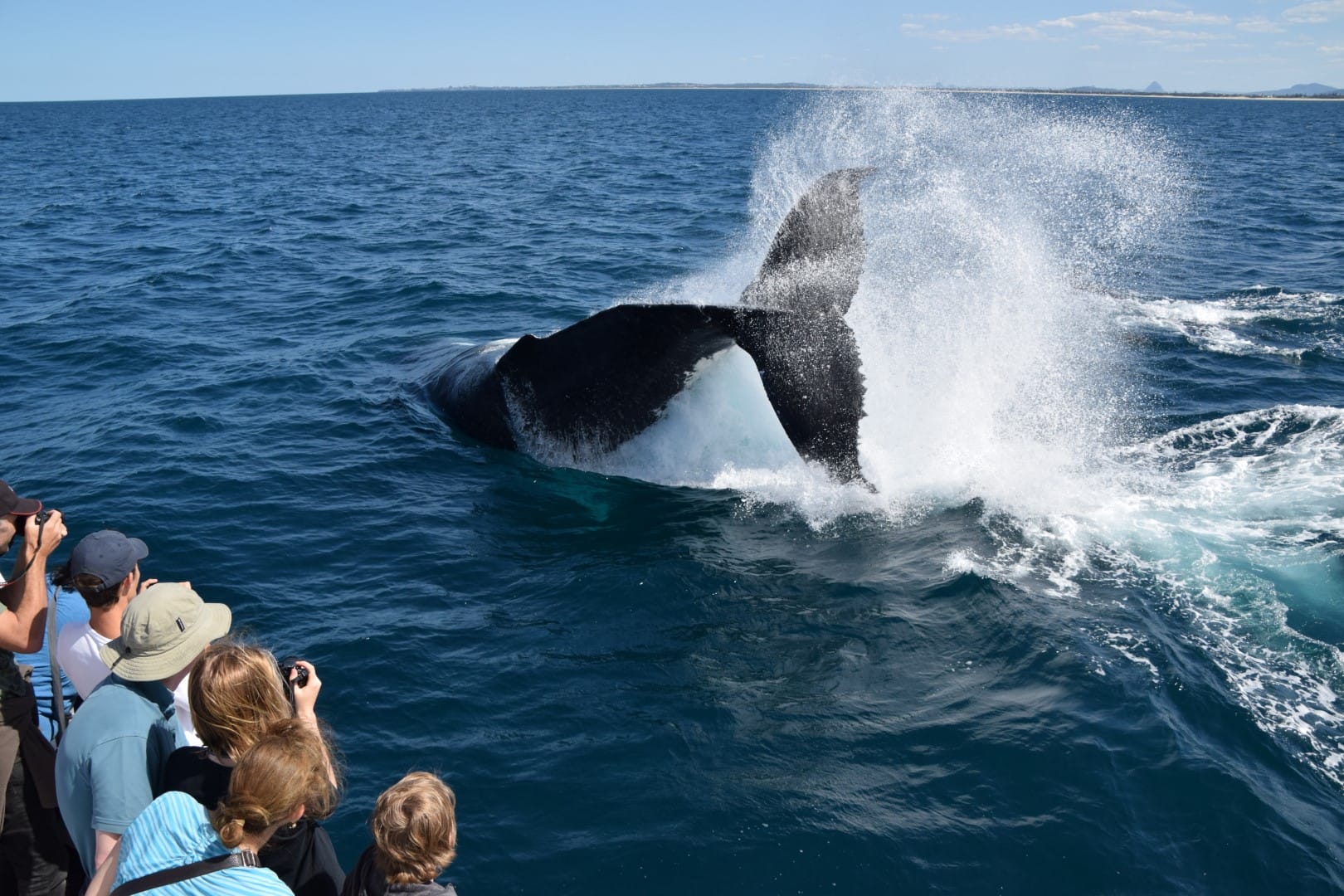 Your experience at Mooloolaba Whale Watching