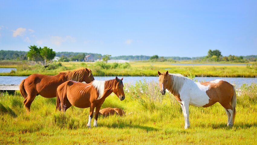 Assateague Island Boat Tours Wildlife Experience