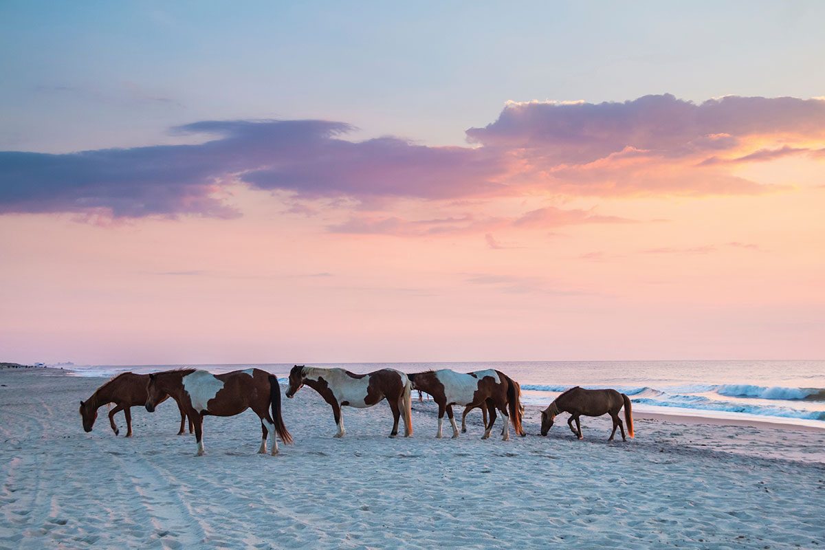 Wild Pony Watching