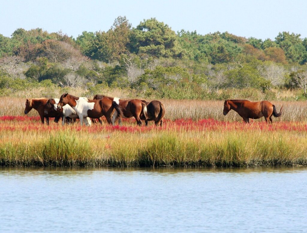 Southern Herd Salt Marshes