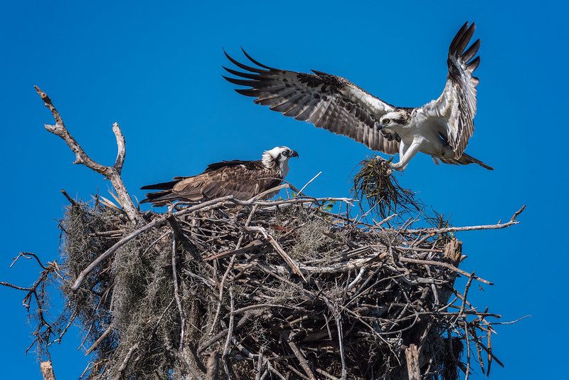 Refuge Bird Nesting Sites