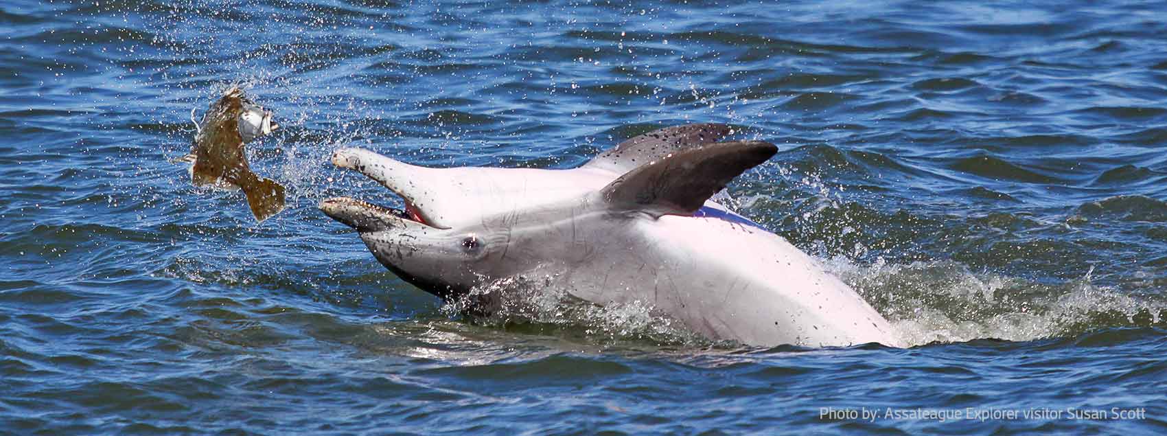Assateague Channel