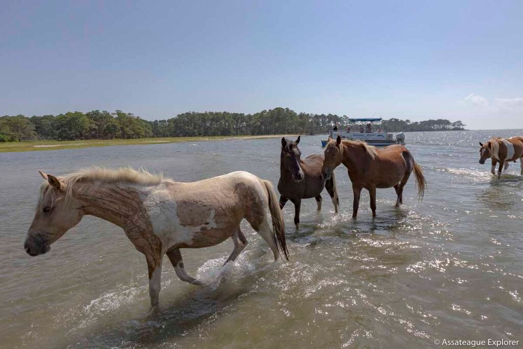 Assateague Island Boat Tours