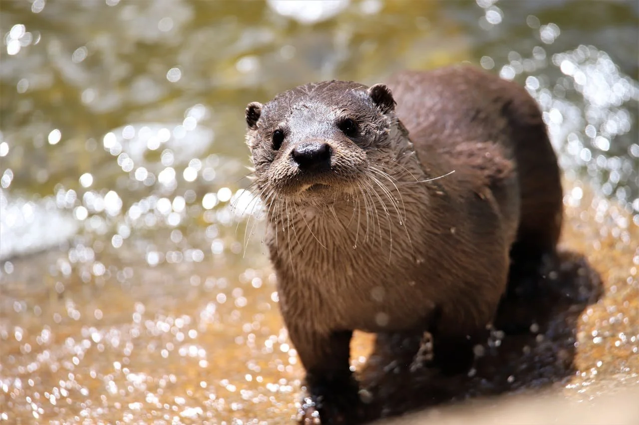 Riparian Wildlife Zone