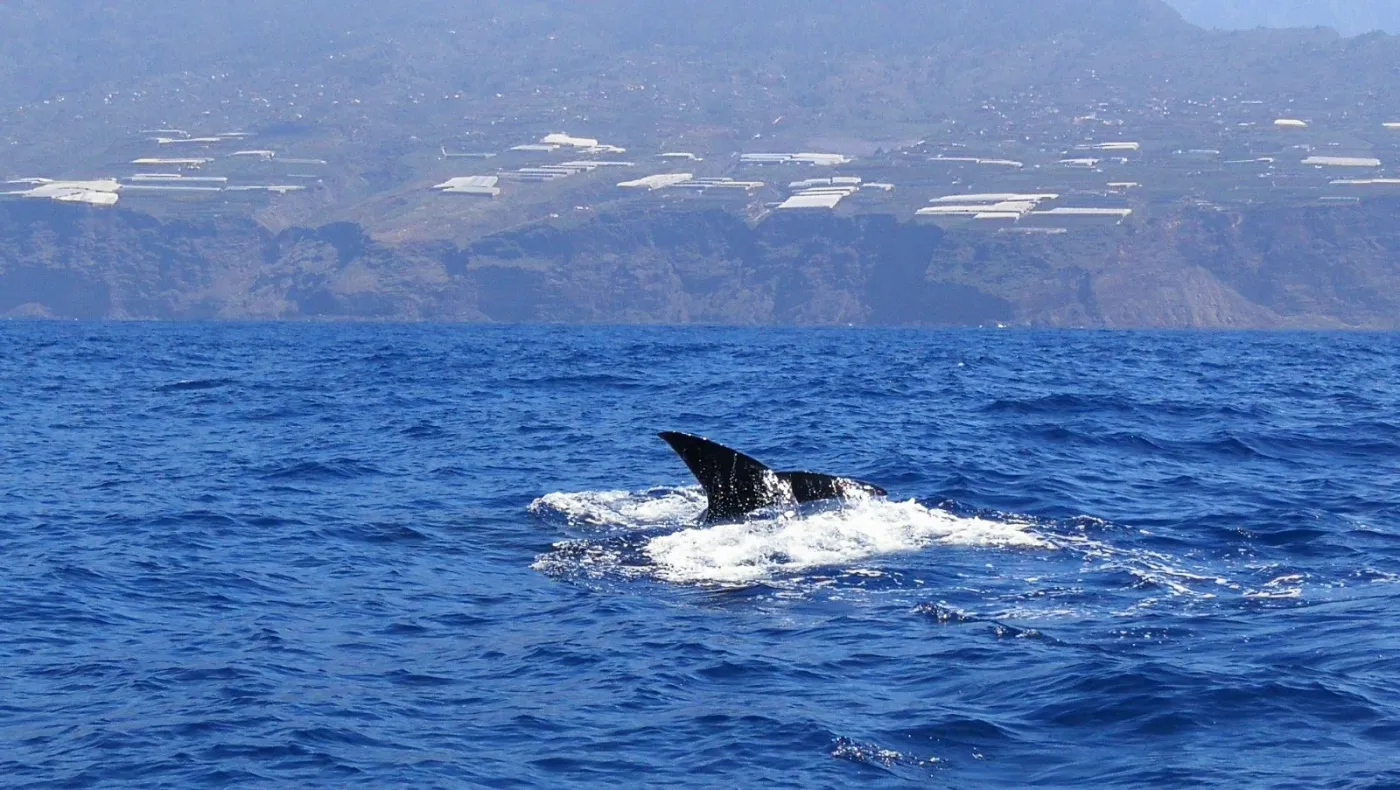 Marine Fauna