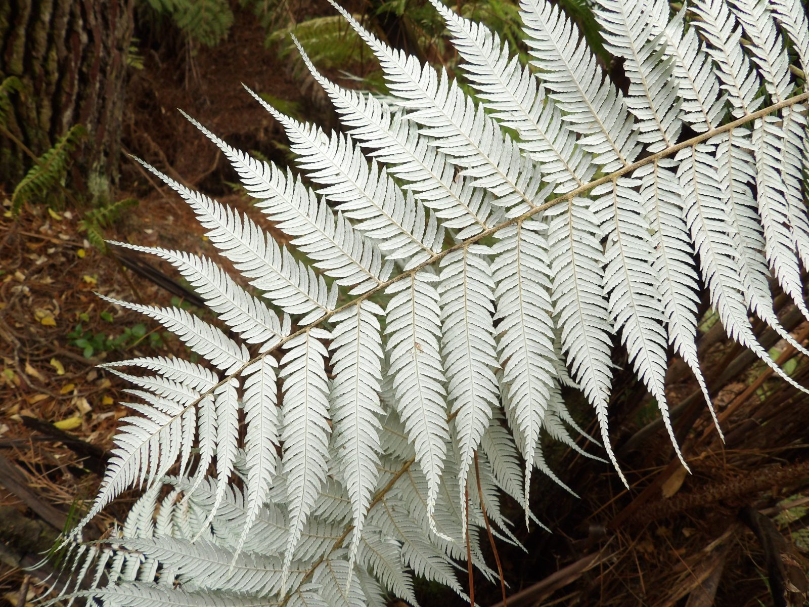 Native Fern Section
