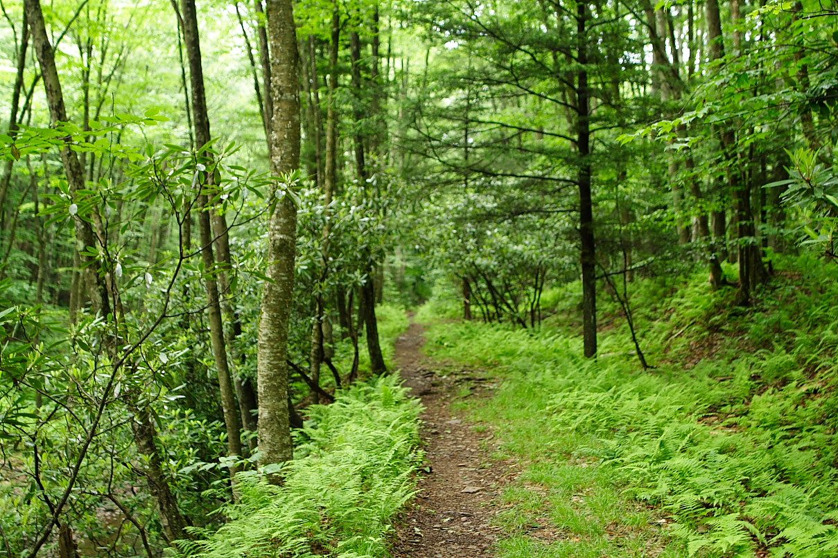 Walk