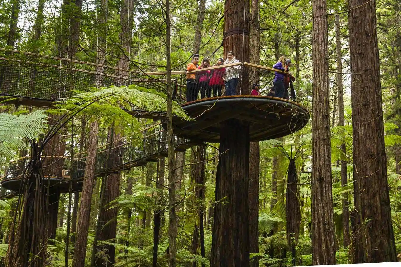 Forest Canopy Path