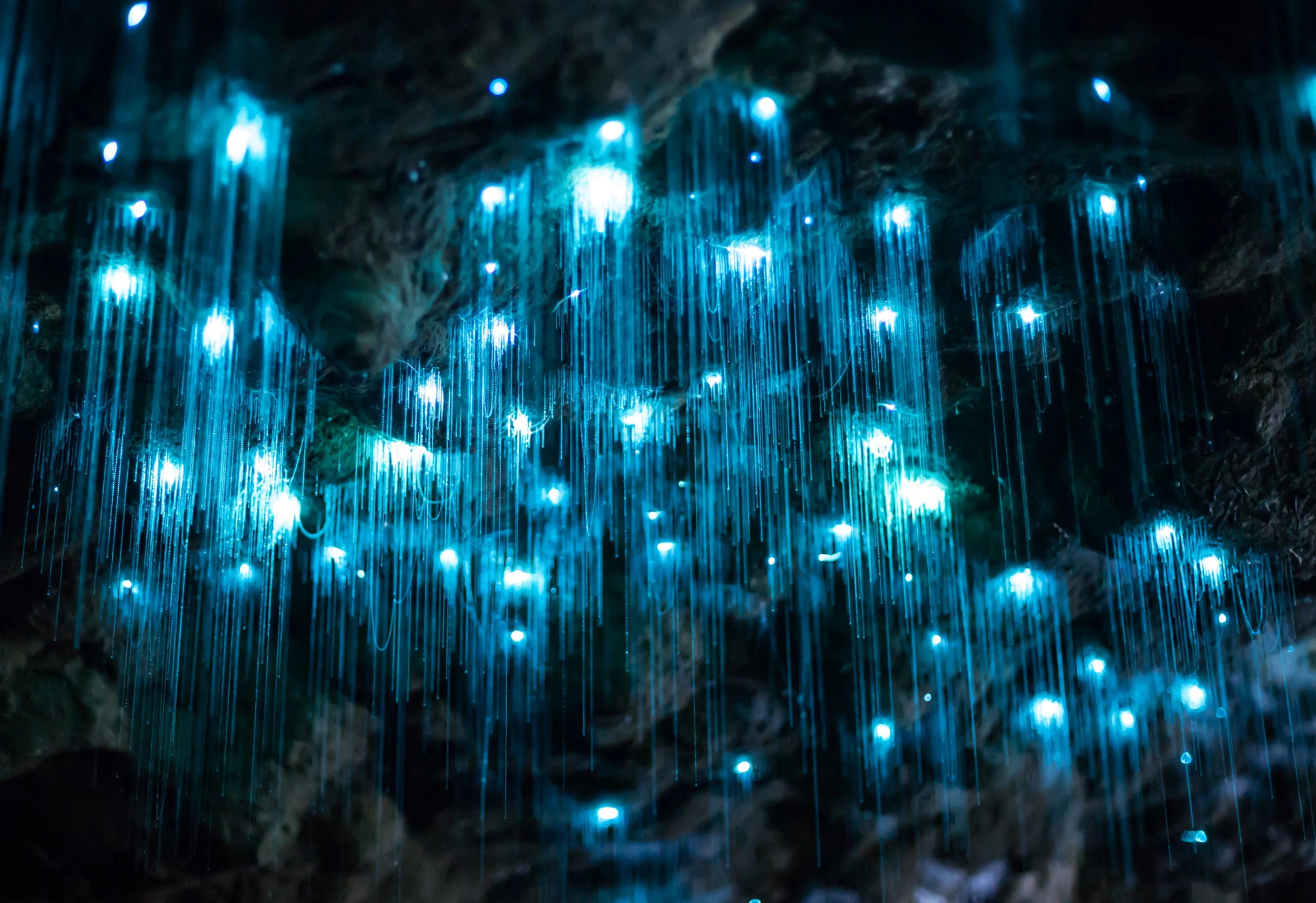 Your experience at Rotorua Glow Worm Tour