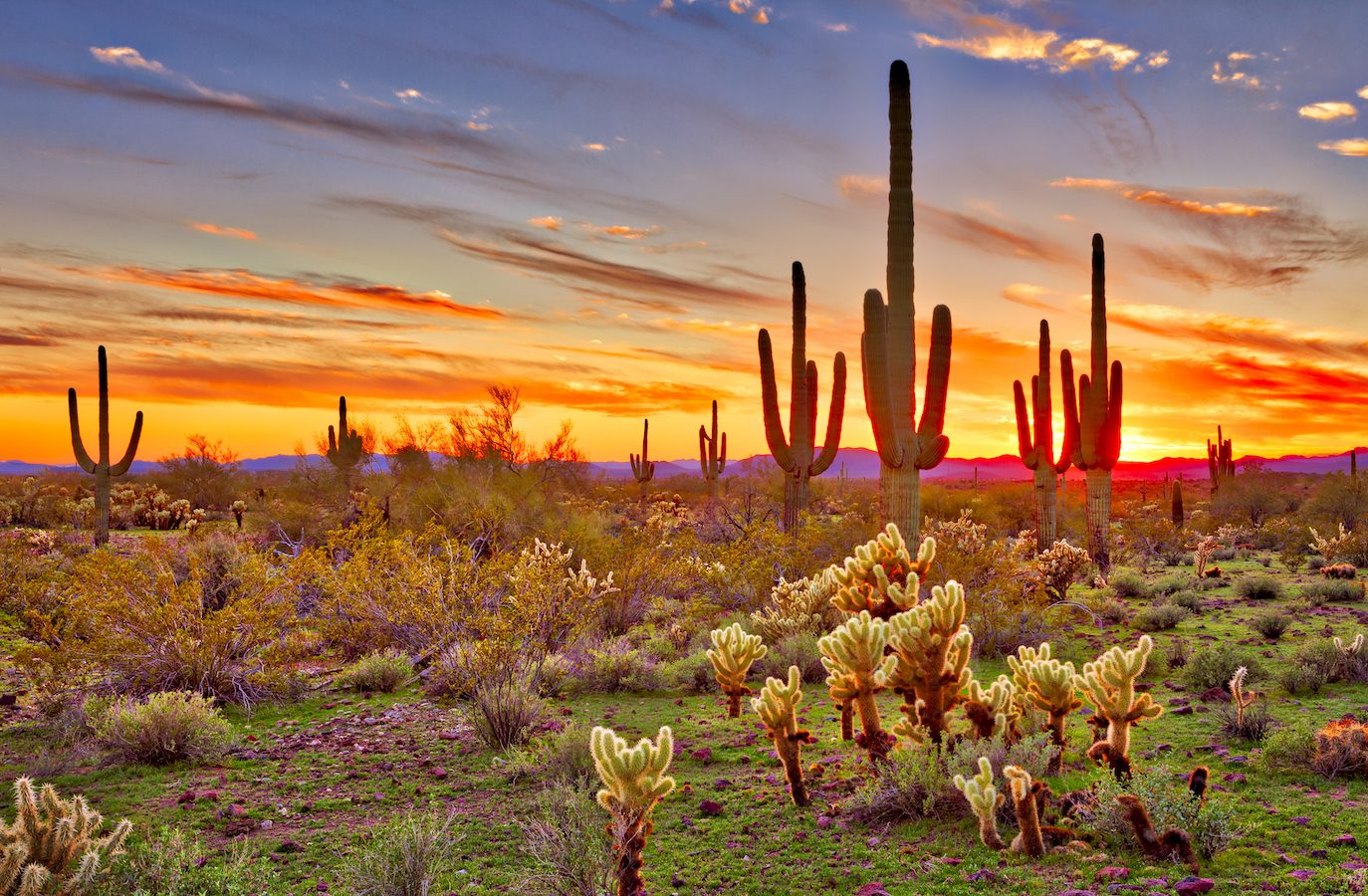 Desert Flora