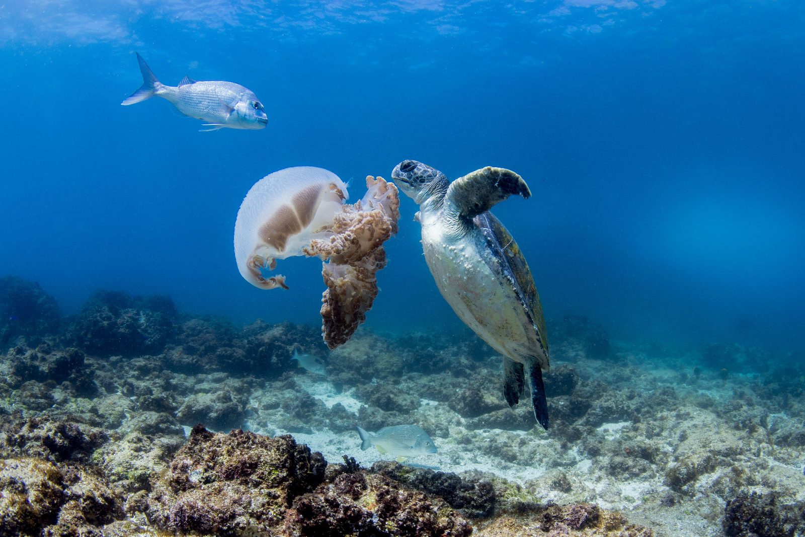 Gold Coast Turtle Snorkel
