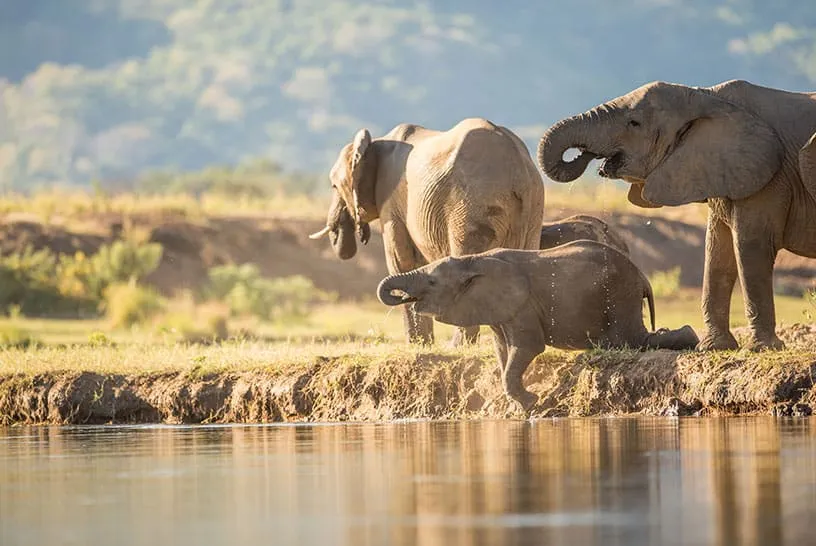 Wildlife Watering Holes