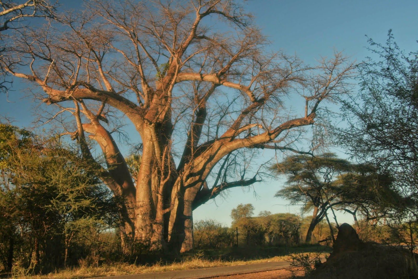 Big Tree