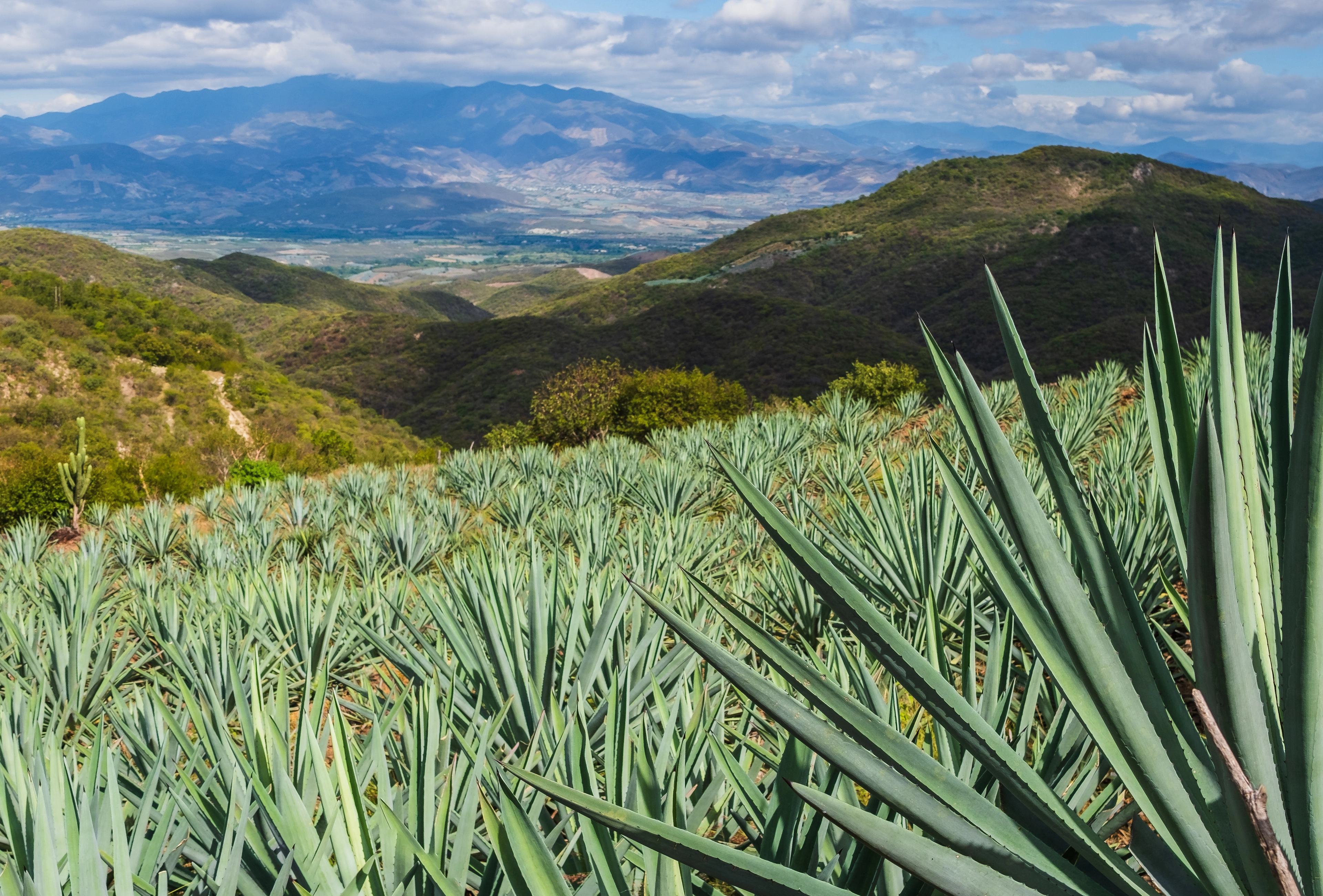 Agave Fields