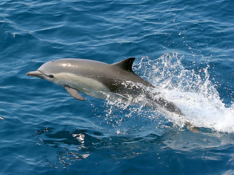 Searching for Dolphins in the Atlantic