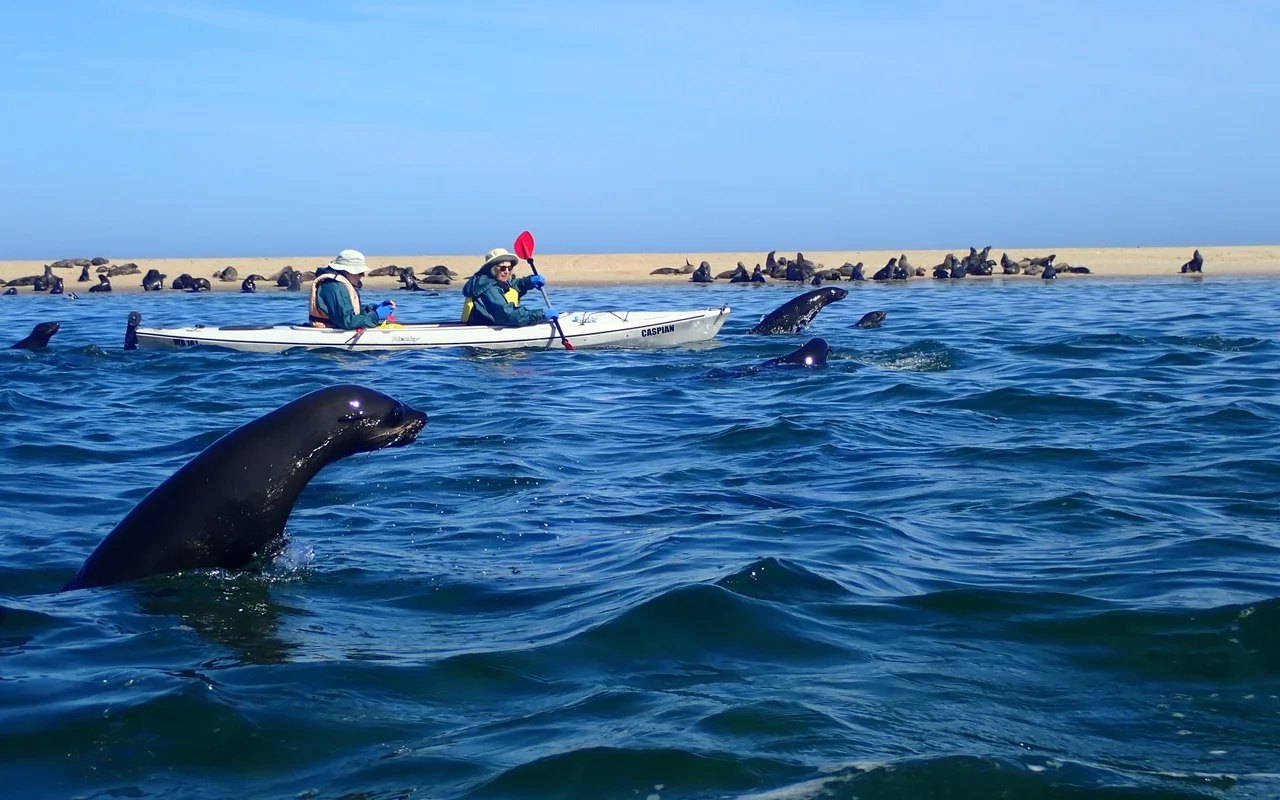 Your experience at Pelican Point Kayaking