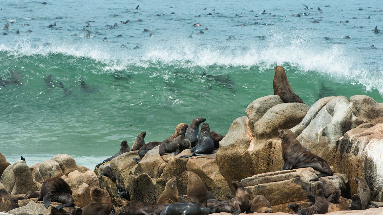 Cape Fur Seal Colony