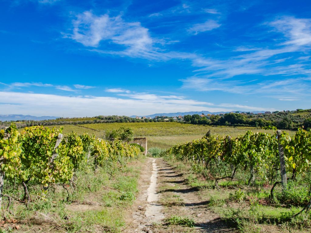 Vineyard & Olive Grove Tour