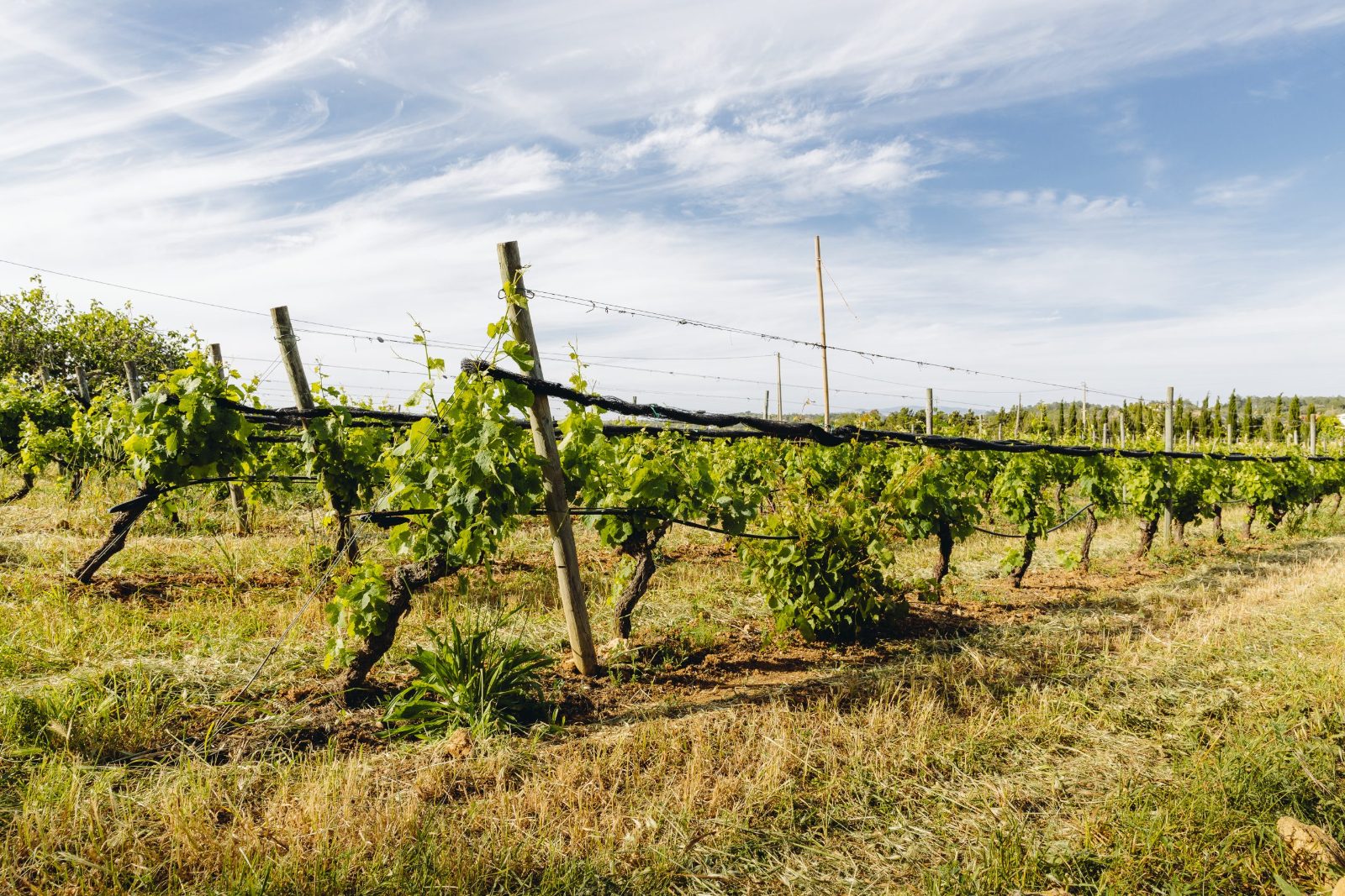 Lagos Wine Tour Through Algarve Vineyards