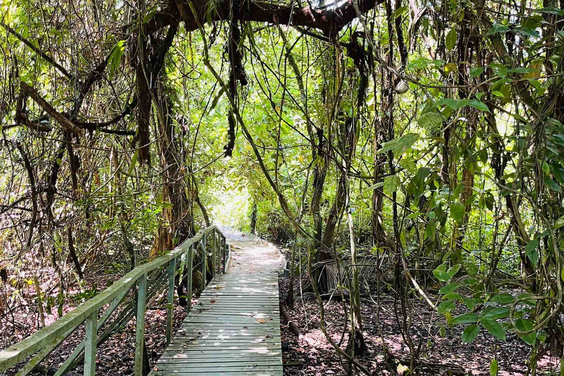 El Bosque Detrás del Arrecife