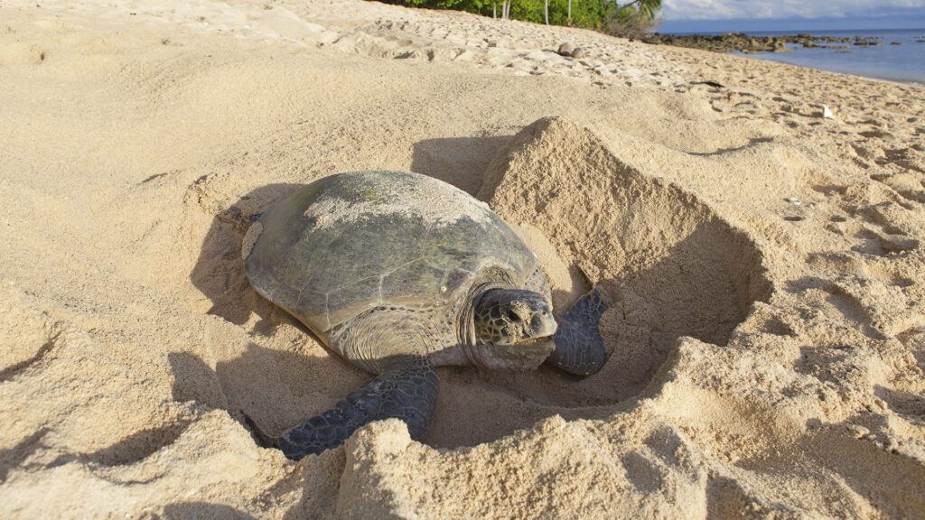 Nesting Turtle Zones