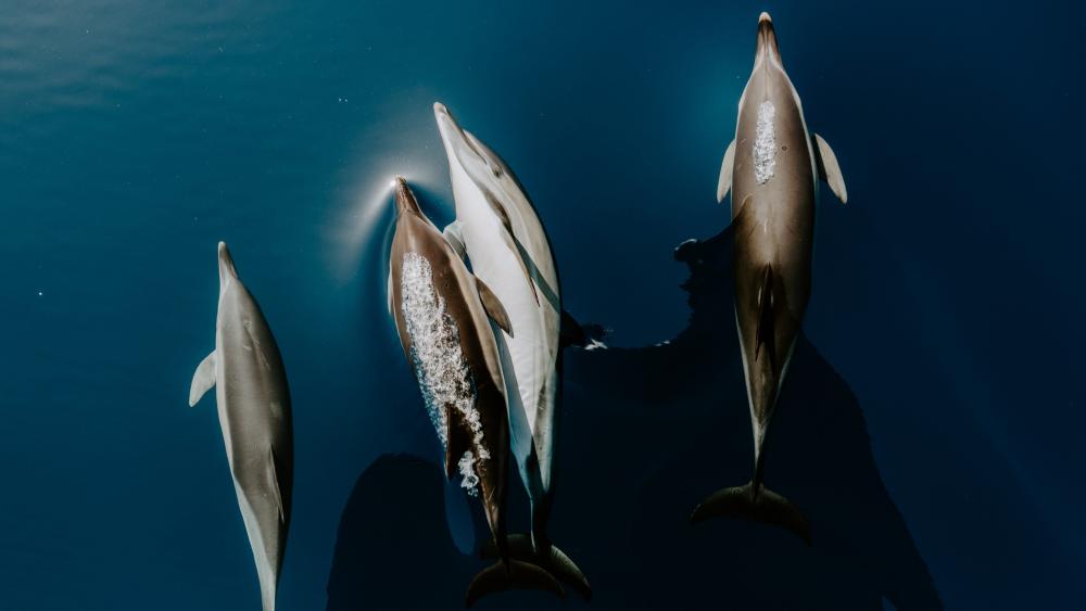 Tauranga Dolphin Tours: Bay of Plenty Marine Encounters
