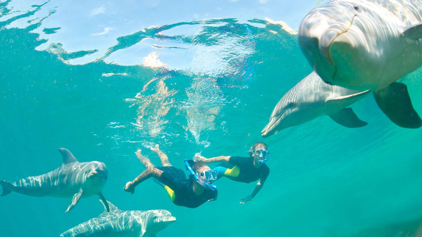 Your experience at Tauranga Dolphin Tours