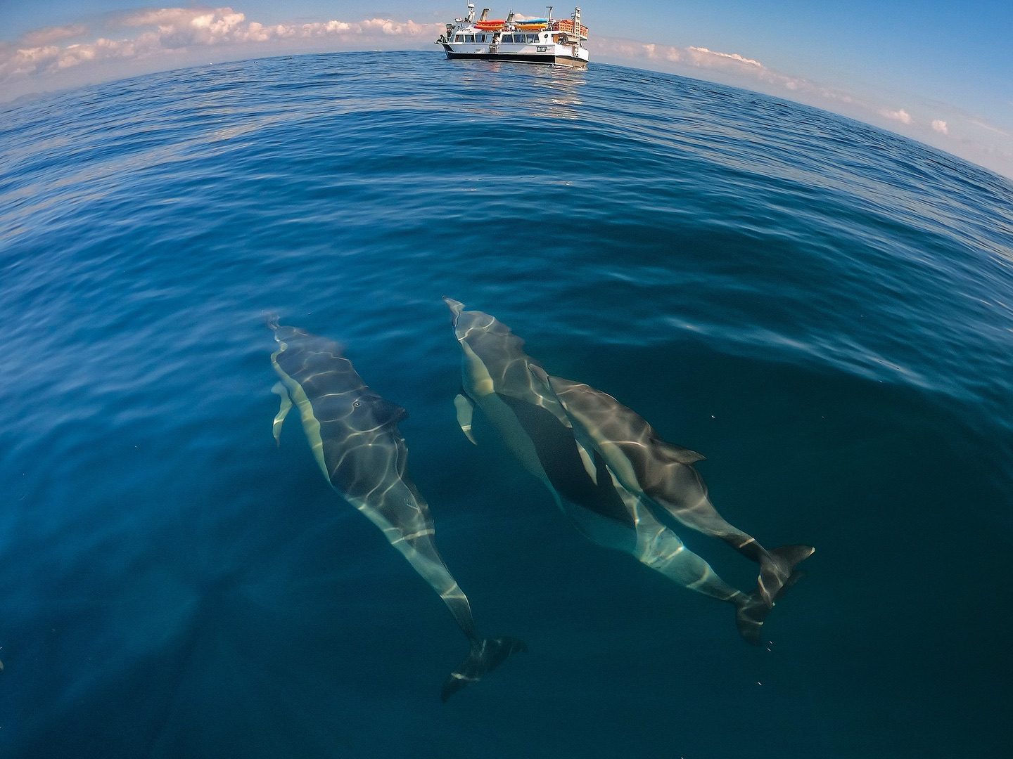 Tauranga Dolphin Tours