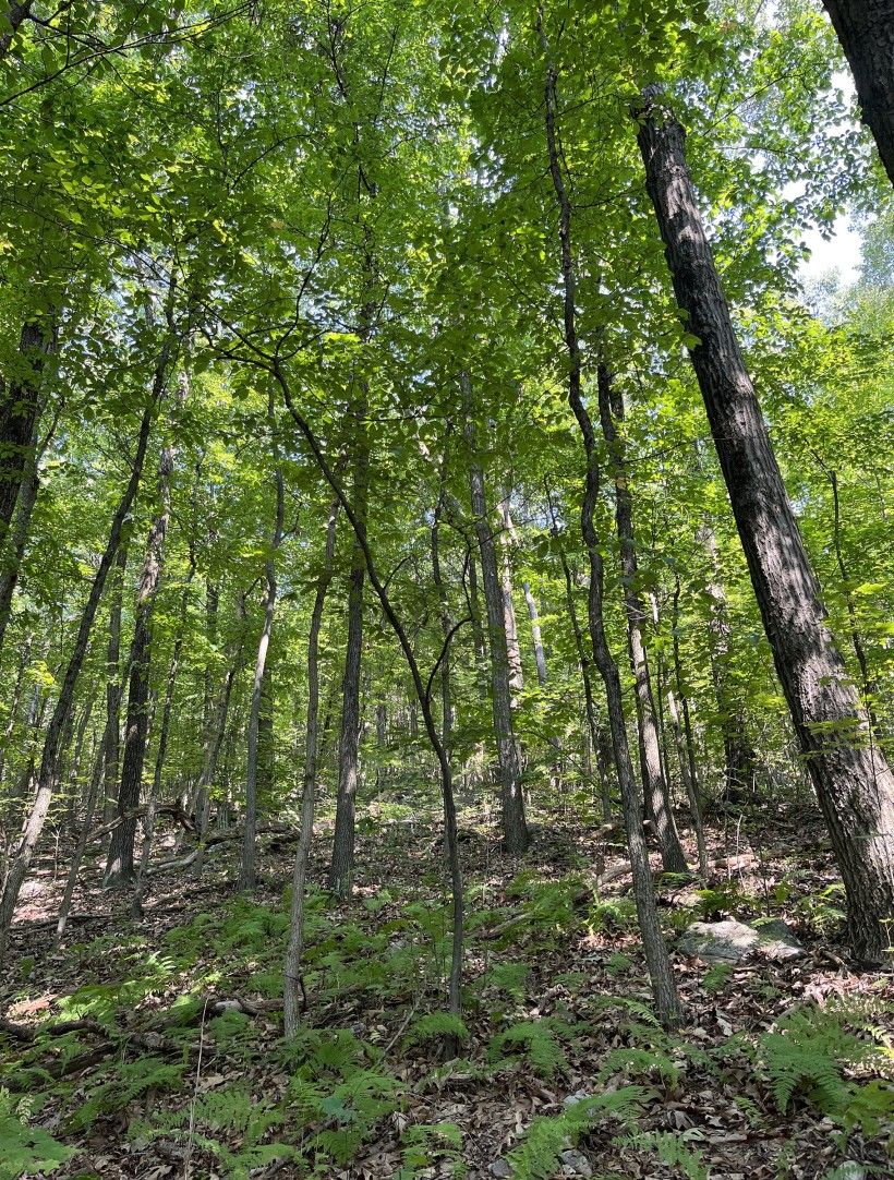 Woodland Biodiversity