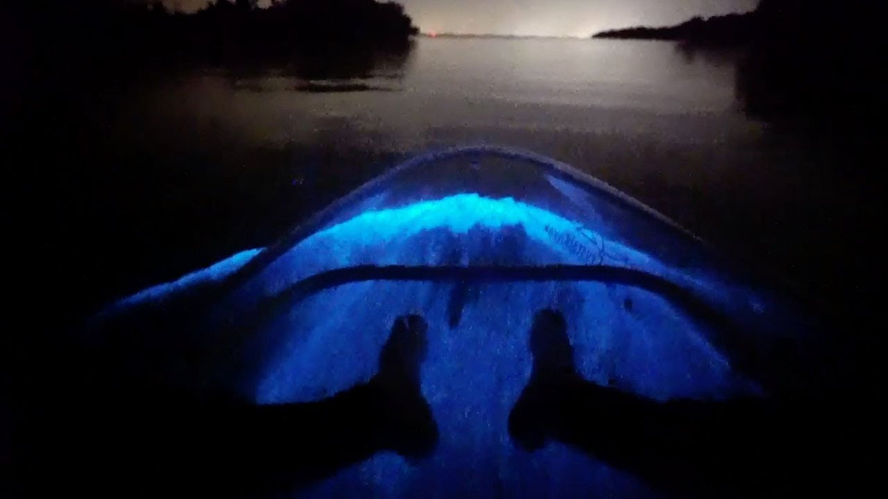 Your experience at Vieques Clear Kayak Tour