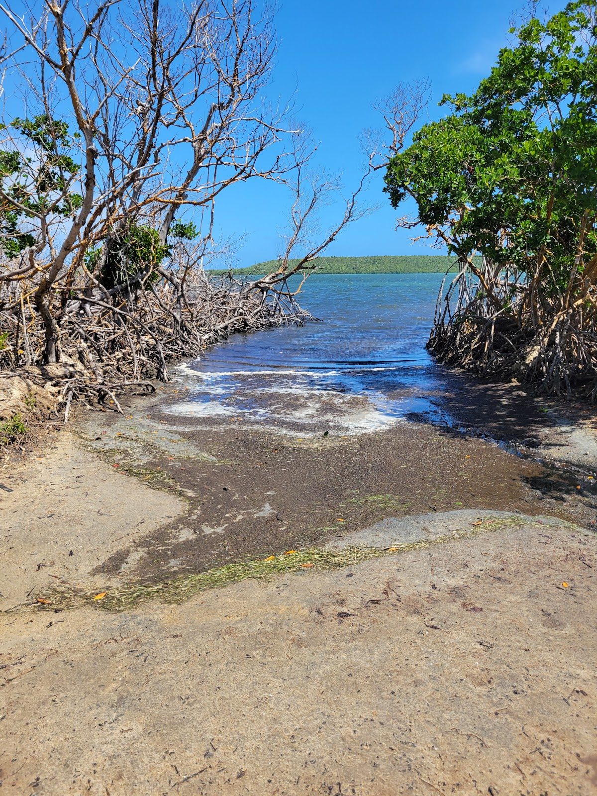 Mangrove Buffers