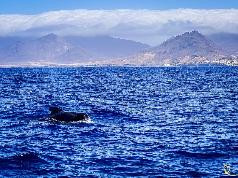 Morro Jable Dolphin Watching