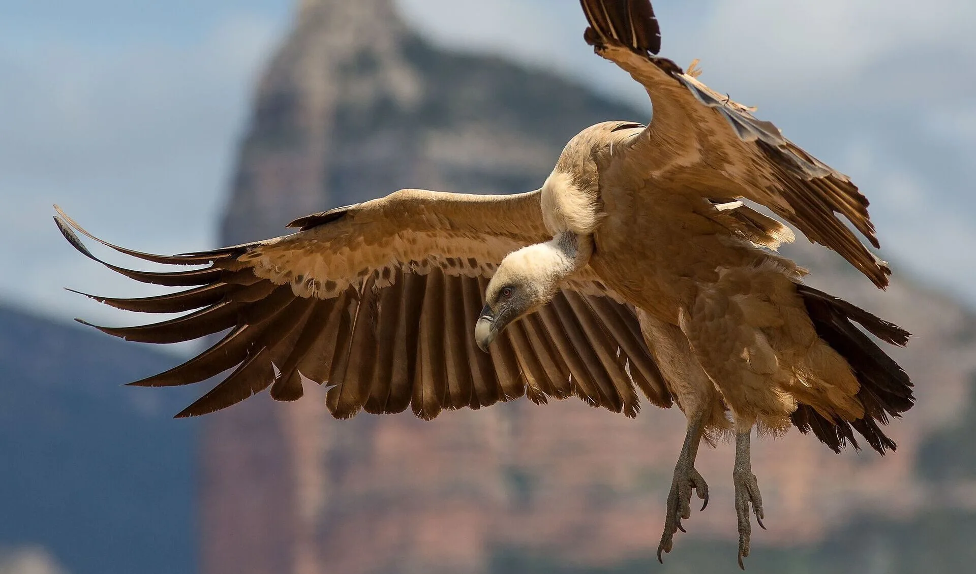 Griffon Vulture Habitat