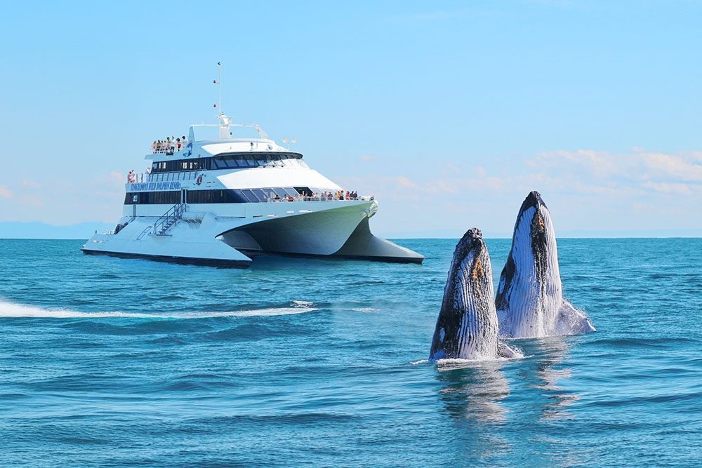 Brisbane Whale Watching Cruise