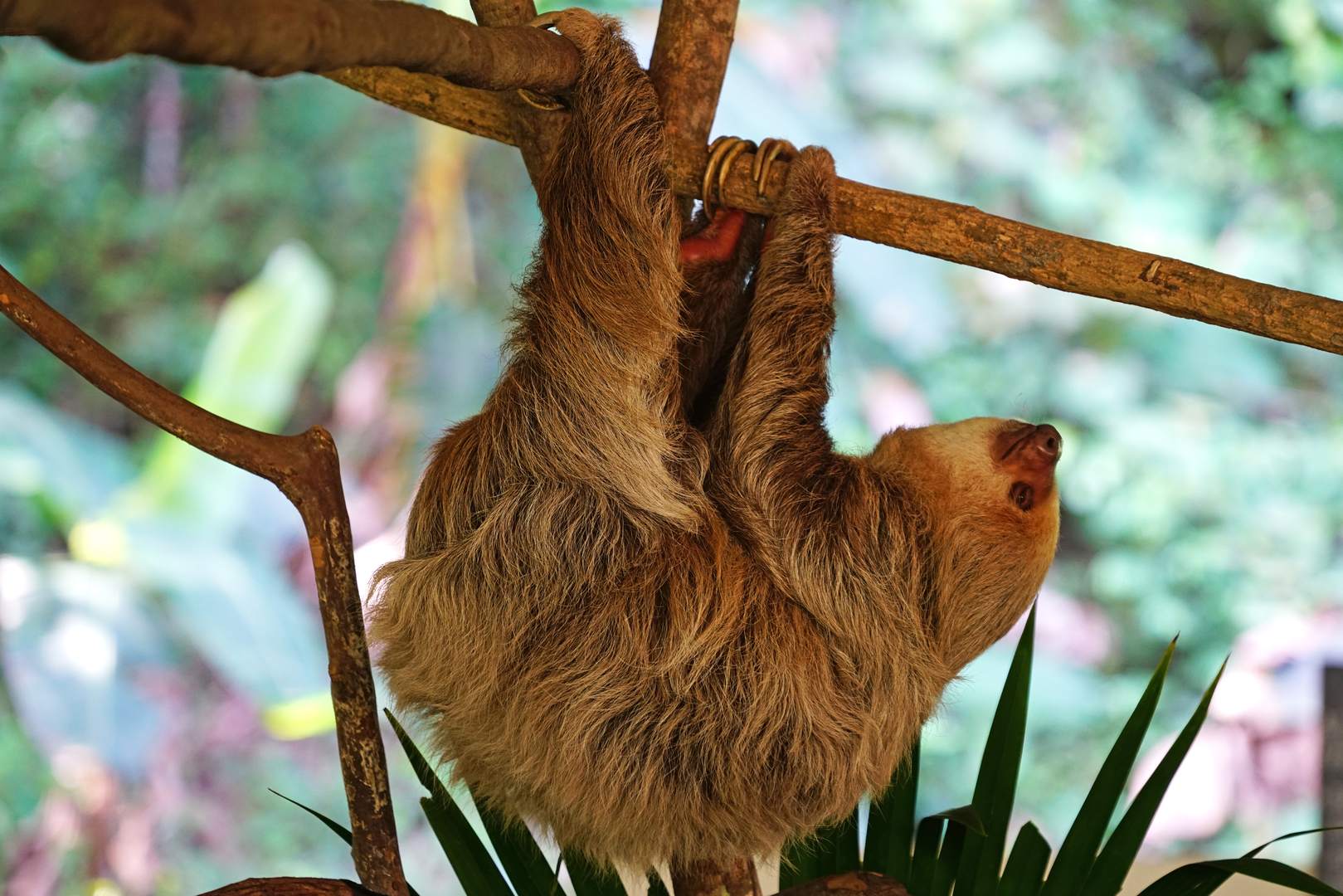 Sloth Sanctuary Panama