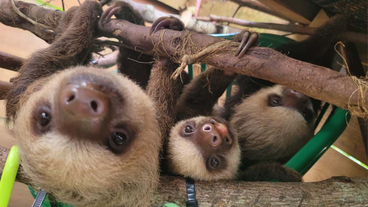 Your experience at Sloth Sanctuary Panama