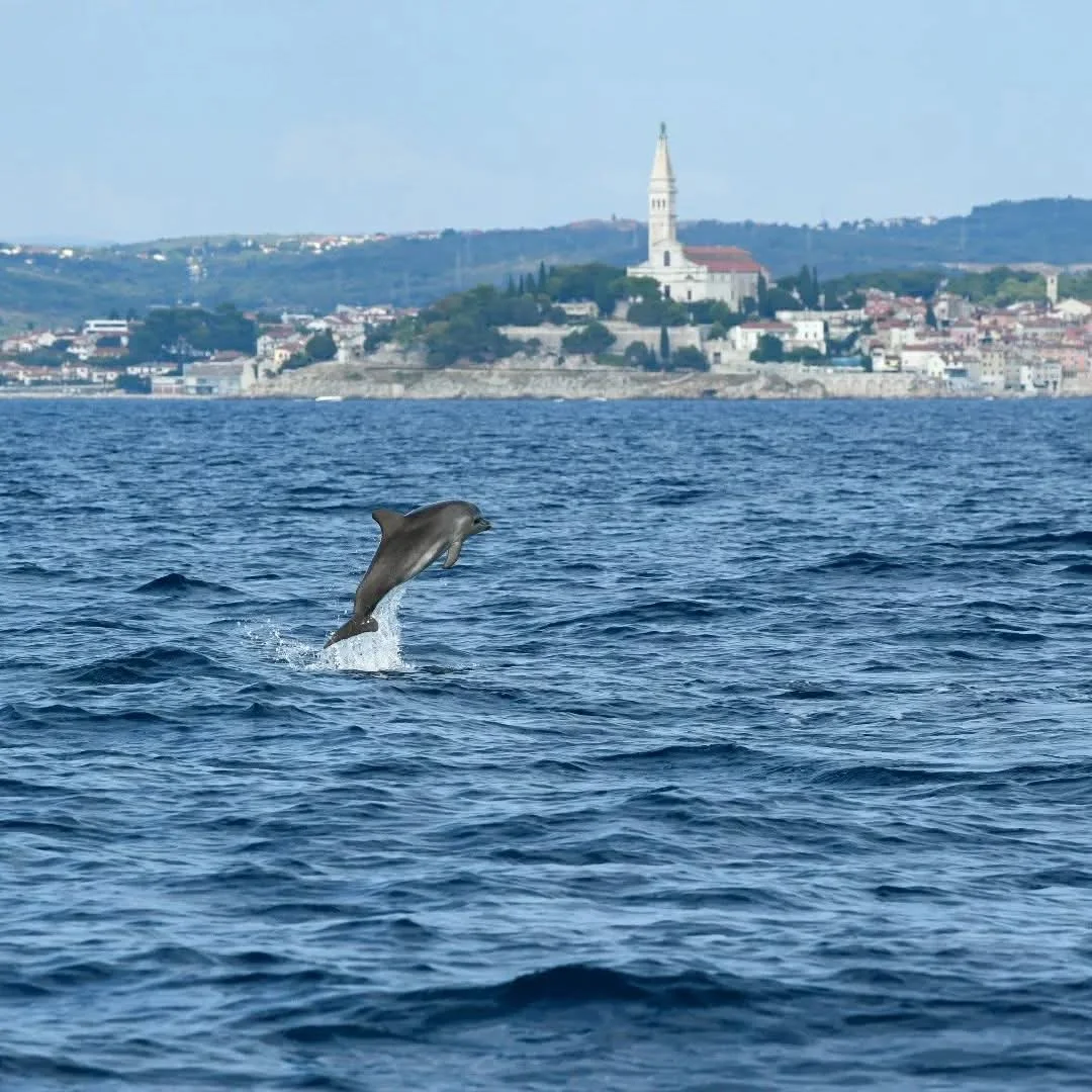 Rovinj Dolphin Tour