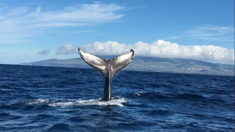 Terceira Whale Watching